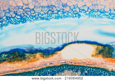 Cell Microscopic- Pyloric Division Stomach