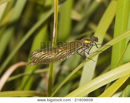 Kvinde stribede Agrion