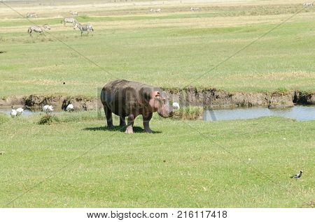 Closeup of Hippopotamus (scientific name: Hippopotamus amphibius, or 