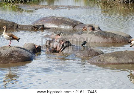 Closeup of Hippopotamus (scientific name: Hippopotamus amphibius, or 
