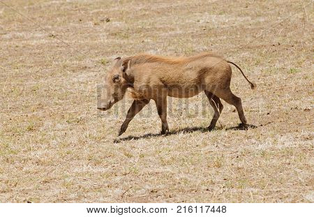 Closeup of Warthog (scientific name: Phacochoerus aethiopicus, or 