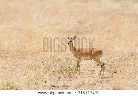 Closeup of Steenbok (scientific name: Raphicerus campestris , or 