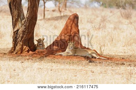 Closeup of a  Lion pride (scientific name: Panthera leo, or 