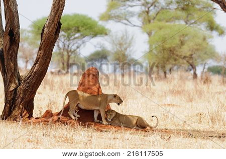 Closeup of a  Lion pride (scientific name: Panthera leo, or 