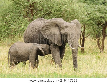 Closeup of a young African Elephant nursing (scientific name: Loxodonta africana, or 