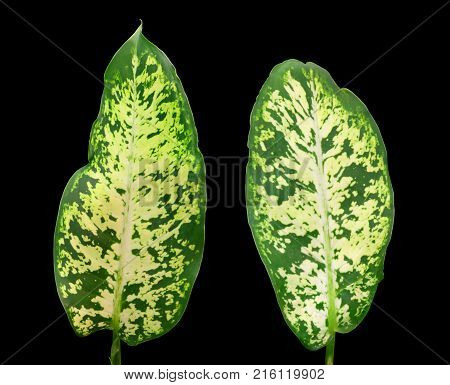 The leaves of the house plant of the Diffenbachia, isolated on a black background.