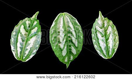 A set of leaves of a houseplant Pilea cadieri.