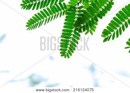 Top view tropical tree leavea with blur white sky,green foliage background
