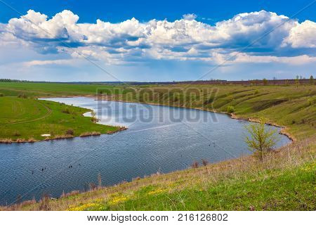 A bush with small white flowers blossoms on the riverbank against a blue sky with white clouds. Green spring in Russia.