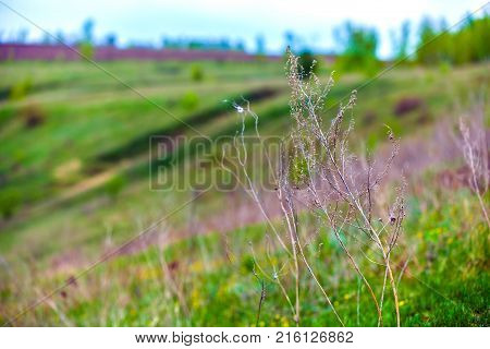 A bush with small white flowers blossoms on the riverbank against a blue sky with white clouds. Green spring in Russia.