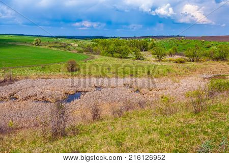 A bush with small white flowers blossoms on the riverbank against a blue sky with white clouds. Green spring in Russia.