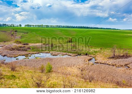 A bush with small white flowers blossoms on the riverbank against a blue sky with white clouds.  Green spring in Russia.