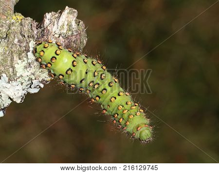 A Caterpillar on a blackberry bush close-up