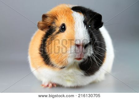 Guinea pig (Cavia porcellus) - popular household pet.