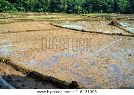 Close-up photograph of paddy fields with crops of rice in Sri Lanka