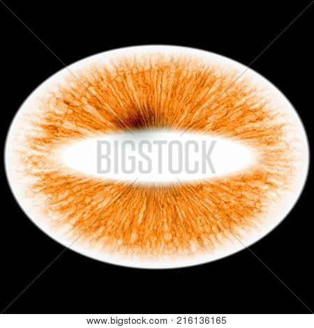 Rentgen Photo. Isolated Elliptic Animal Red Eye With Large Pupil And Bright Retina.
