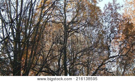 Autumn day, Branch trees background with leaves