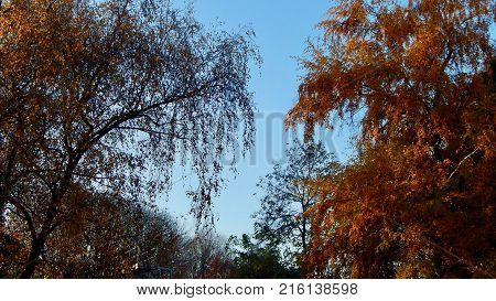 Branches trees with leaves on a light blue sky in autumn