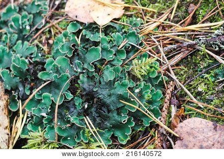bright green lichen in autumn pine forest