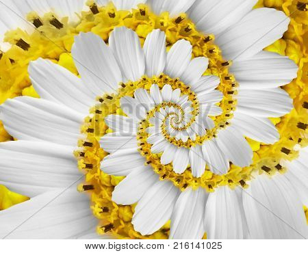 White yellow camomile daisy cosmos kosmeya flower spiral abstract fractal effect pattern background White flower spiral abstract pattern fractal Incredible floral twirl pattern round circle background