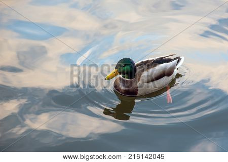 Portrait of mallard duck on the lake