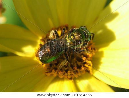 zelené kovové včelka na coreopsis