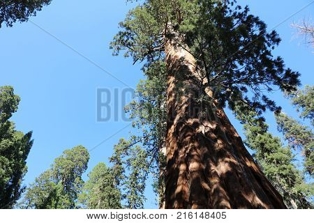 Giant Sequioa Trees in Sequioa National Park. California. USA