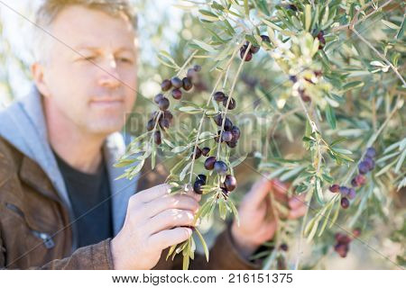 Handsome man posing in olive trees garden. Male portrain over mediterranean olive field ready for harvest. Confident mature man in spanish olive's grove with ripe fresh olives.