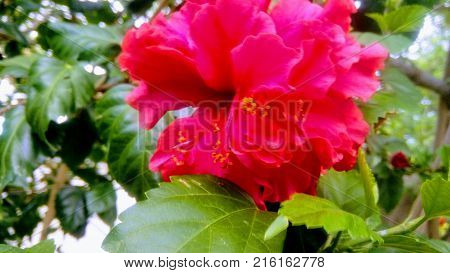 Awesome roses flowers. Flores rosas impresionantes. photo