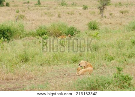 Lionness with cub and Reedbuck sneaking by (scientific name: Panthera leo, or 