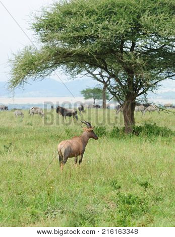 Closeup of Topi (scientific name: Damaliscus lunatus jimela or 