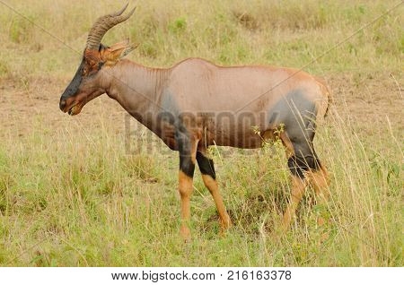 Closeup of Topi (scientific name: Damaliscus lunatus jimela or 
