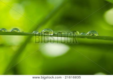 水緑葉