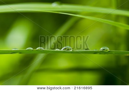 水緑葉