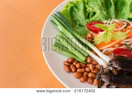 Lethocerus Indicus (giant Water Bug)