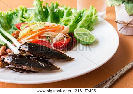 Lethocerus Indicus (giant Water Bug)