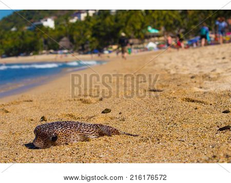 Blowfish stranded at the shore with an upset face