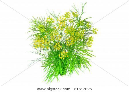 Dill