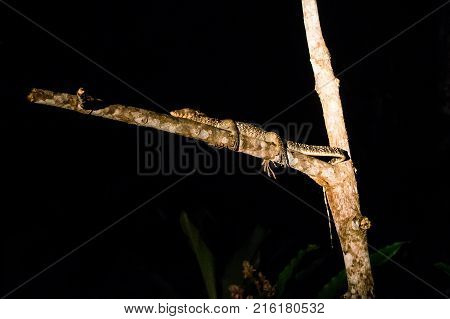 Big Lizard sleep through the night on the tree in the jungles of Borneo. Malaysia.