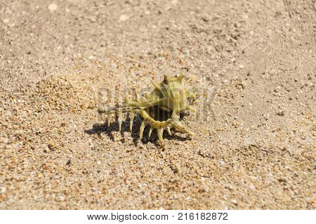 Crab hermit in the shell, on the beach, on the sand