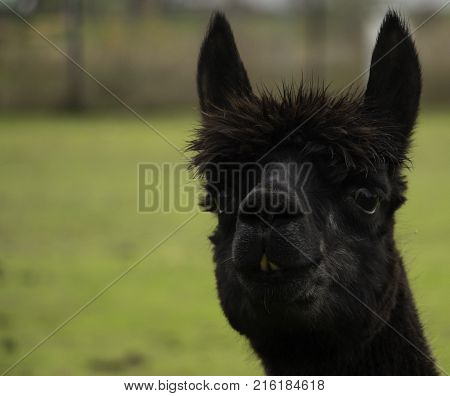 Black llama giving the camera a slight smile