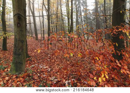 Beechwood Voderady - large beech forest with rare species of plants and animals
