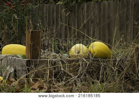 Some natural food sitting in a homemade garden