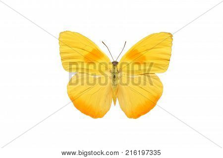 tropical beautiful yellow butterfly isolated on white