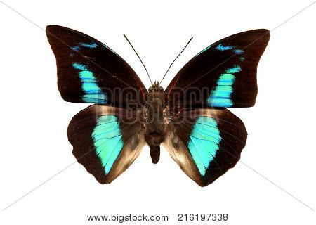 beautiful tropical butterfly with blue wings isolated on white