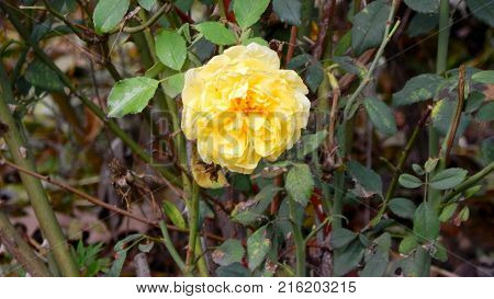Beautiful flower with yellow petals on green background in autumn
