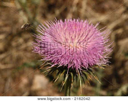 Včelí Polinating Thistle květ