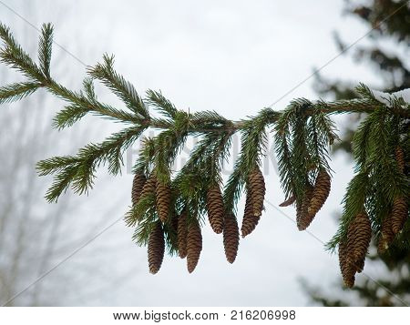 Pinecones hanging from the branches of an evergreen tree. Snow and white background.