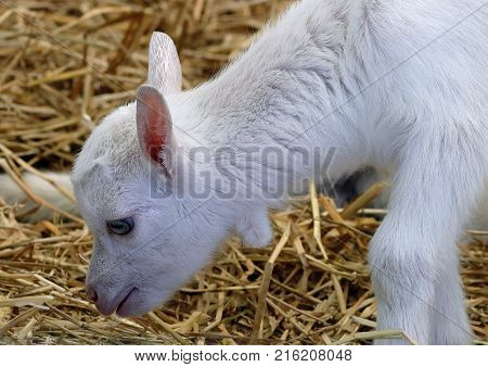 a kidskin eats fodder in the barn on the farm