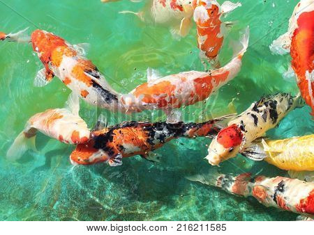 Koi fish swiming together inder watter and having fun